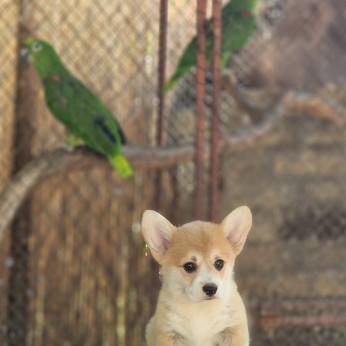 Welsh Corgi Pembroke – Gyönyörű kölykök