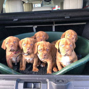 Dogue de Bordeaux