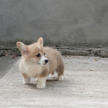 Pembroke walesi corgi TOP kölykök