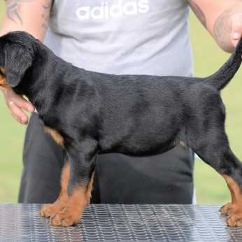 Rottweiler kölykök, alom