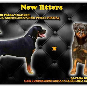 Rottweiler kölykök