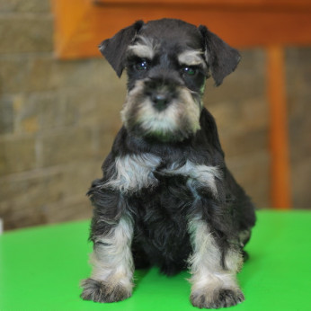 Miniatűr schnauzer GYÖNYÖRŰ kutyusok