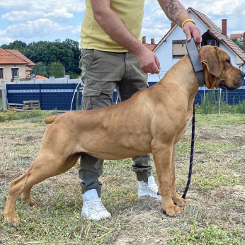 Dél-afrikai masztiff - Boerboel kölykök