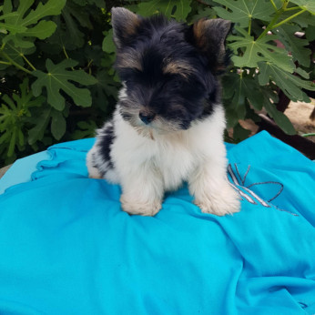 Biewer yorkshire yorki kisfiú 3 x oltva gazdit keres!
