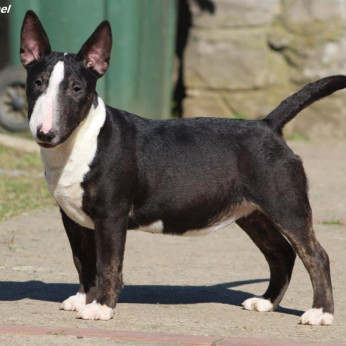 Mini bullterrier kölykök