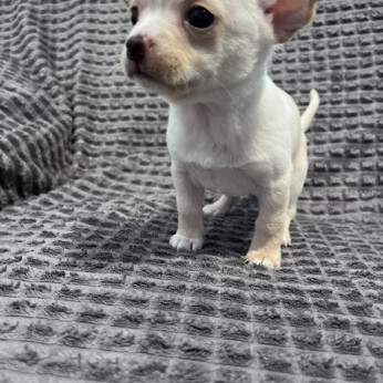 Chihuahua kölykök
