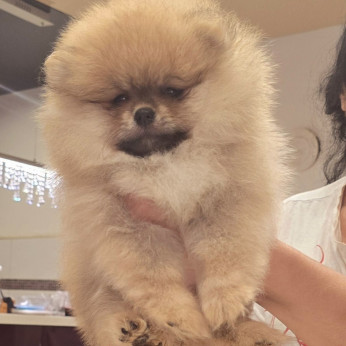 Pomerániai spitz kölykök