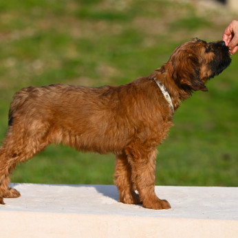 Törzskönyves Briard kiskutyák