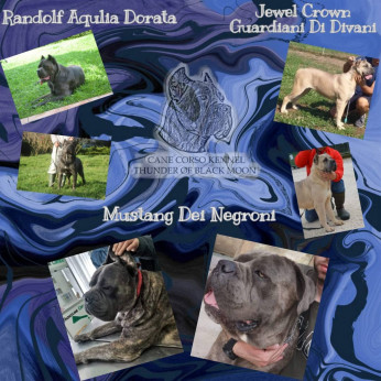Cane Corso kiskutyák eladók