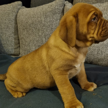 Bordeaux-i dog kiskutyák