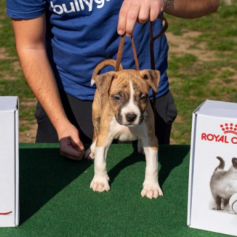 Amerikai Staffordshire Terrier, kiváló minőségű kölykök
