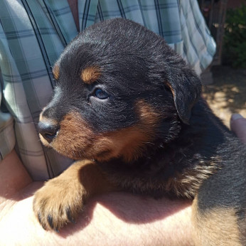 Rottweiler kiskutya költözne szerető, törődő családhoz.