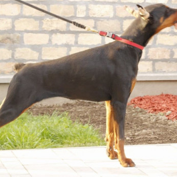 Doberman kiskutyák eladók