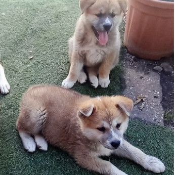 Japán Akita inu kölykök Eladók