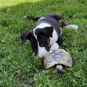 Bullterrier