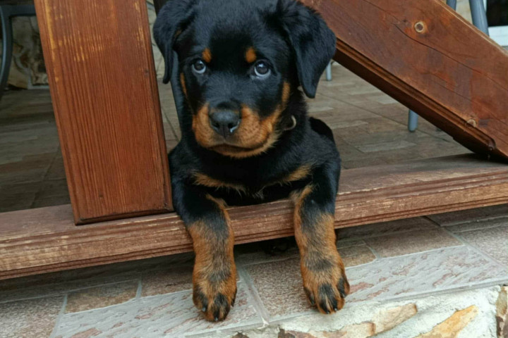 Minőségi Rottweiler kiskutyák szerető családba költöznének