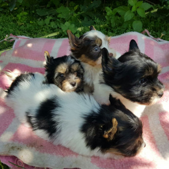 Biewer yorkshire yorki kisfiú - kislány 2 x oltva gazdit keres!