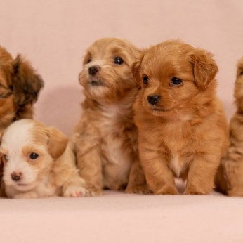 Havanese Bichon kölykök