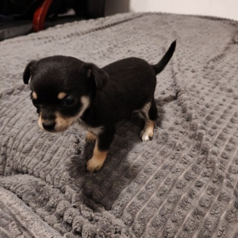 Chihuahua kölykök