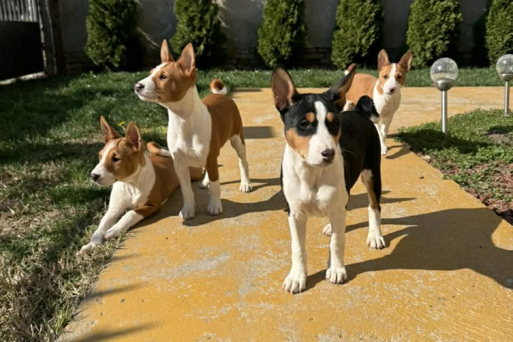 Gyönyörű basenji kölykök
