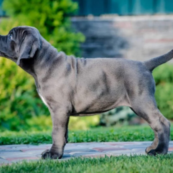 Cane Corso kiskutyák AJÁNLÁS