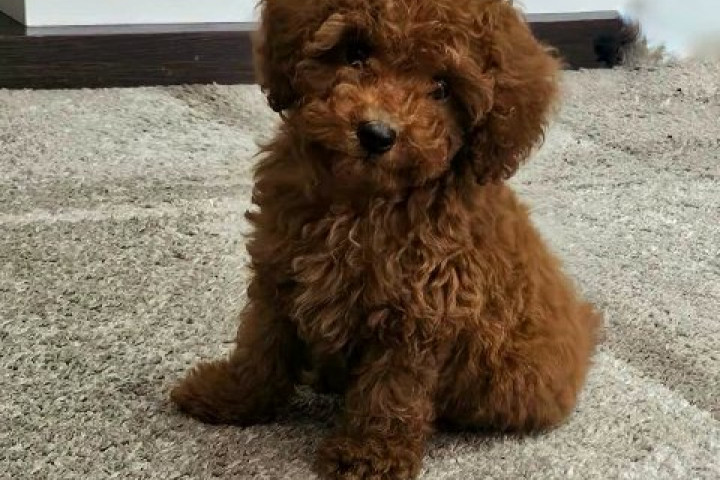 Toy uszkár kölykök