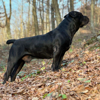 Dél-afrikai masztiff – Boerboel kiskutyák