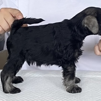 Miniatűr schnauzer kölykök