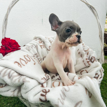 francia bulldog kölykök