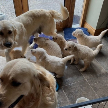 Gyönyörű Golden Retriver kölykök eladók 3 db mini uszkárból 2 fiú 1 lány,