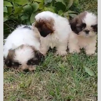 Eladó shi tzu kiskutyák