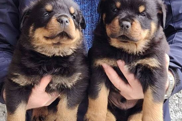 Rottweiler kan kölykök