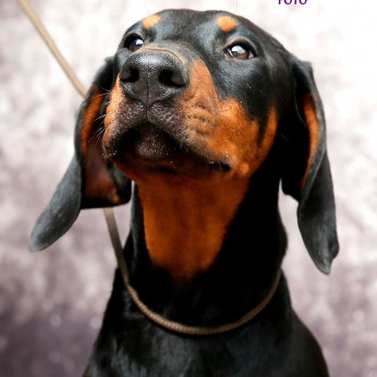 DOBERMANN