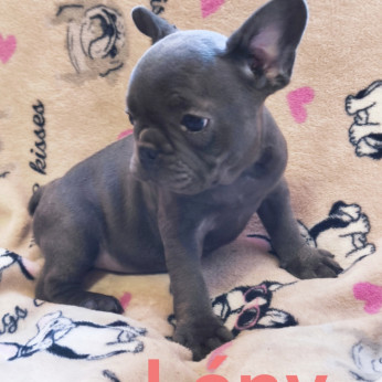 Francia bulldog kiskutyák