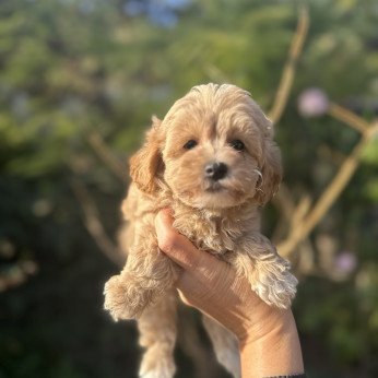 Maltipoo kölykök