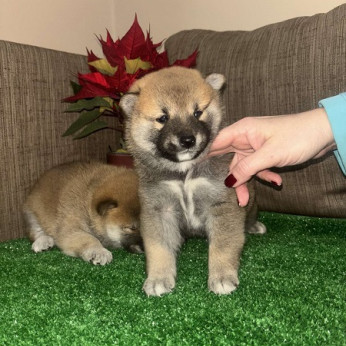Shiba inu kölykök