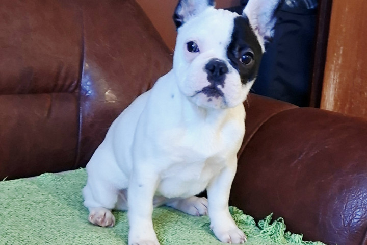 Francia bulldog – gyönyörű szuka kölyök
