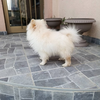 Miniatűr Spitz kölykök