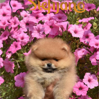 Pomeranian Boo kölykök
