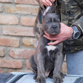 Cane Corso kiskutyák eladók