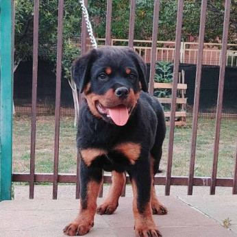 Rottweiler, legjobb kölykök