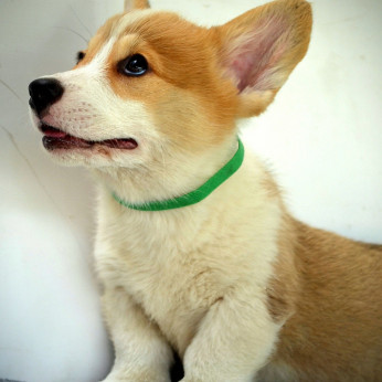 Walesi Corgi Pembroke kiskutyák eladók