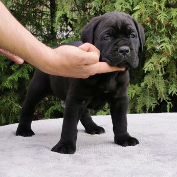 Cane Corso kölykök