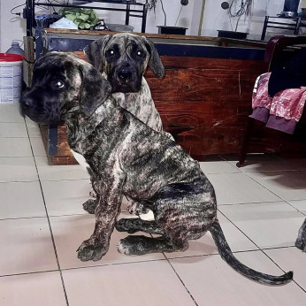 Dogo Canario kiskutyák eladók
