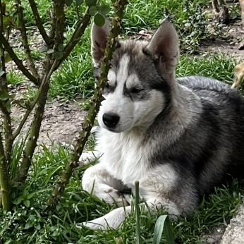 Eladó husky kiskutyák