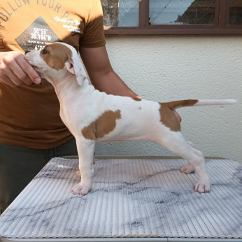 Amerikai staffordshire terrier kölyök