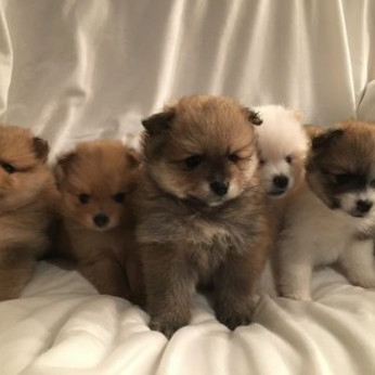 Pomerániai kölykök x 1 gyönyörű