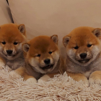 Shiba inu kölykök