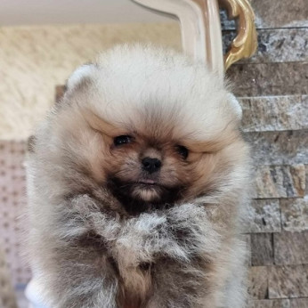 Pomerániai Boo, Tea csésze női