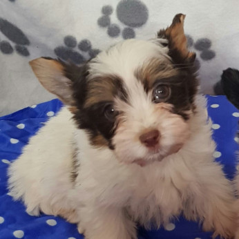 Biewer yorkshire yorki CSOKI mini kisfiú gazdit keres!